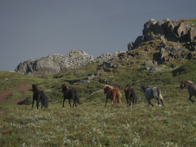 Islandpferd auf der Weide in Ostfjörde