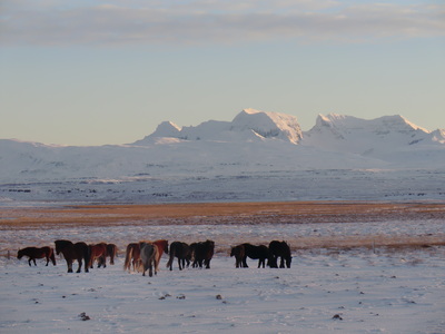 Islandpferd auf der Weide in Ostfjörde